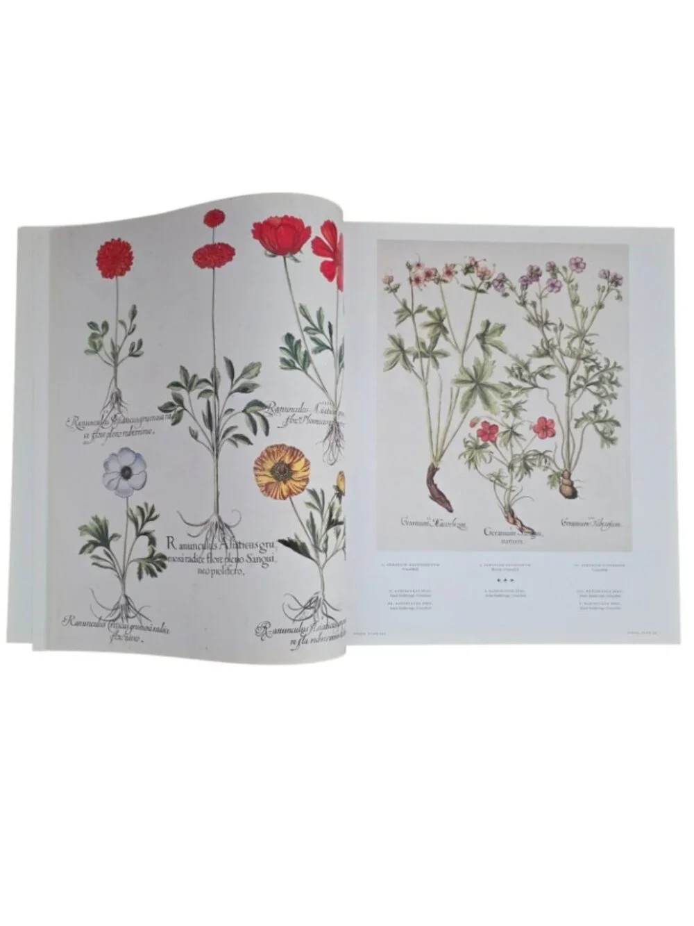The Book of Plants: The Complete Plates Taschen 25th Anniversary Besler HCDJ